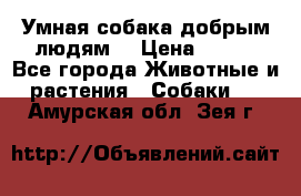 Умная собака добрым людям. › Цена ­ 100 - Все города Животные и растения » Собаки   . Амурская обл.,Зея г.